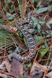The coloration is very similar to the adults in they are usually light brown or reddish in appearance. Notesfromtheriver Rattlesnakes On Parade Watch Your Step