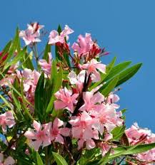 Image result for Oleandra