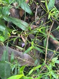 Image result for Oldenlandia affinis