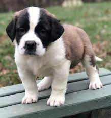 Saint Bernard For Sale Craigslist Goldenacresdogs Com Saint Bernard Puppies For Sale On Craigslist Has Two Typ St Bernard Puppy Akita Puppies For Sale Puppies