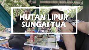 Selangor's sungai tua recreational forest is a lovely expanse of hill dipterocarp forest best known for its inviting tropical rainforest rivers and waterfalls. Hutan Lipur Sungai Tua Ulu Yam Cheahcarm Vlog Youtube