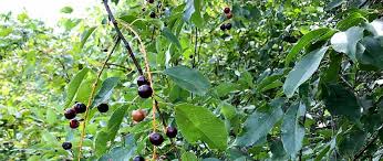 Maybe you would like to learn more about one of these? Species Spotlight Black Cherry Three Rivers Park District