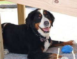 Easily locate any pet groomer in the usa. Home Bark Avenue Pet Lodge 479 361 3106