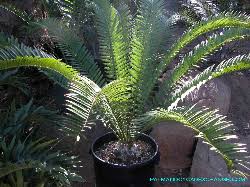 Image result for Encephalartos senticosus