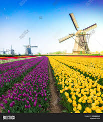 Travel guide resource for your visit to kinderdijk. Traditional Dutch Image Photo Free Trial Bigstock