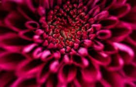 Maybe you would like to learn more about one of these? Flowers That Represent Death In Different Cultures Lovetoknow