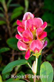 Image result for Alysicarpus zeyheri