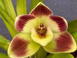 Image result for Maerua cerasicarpa