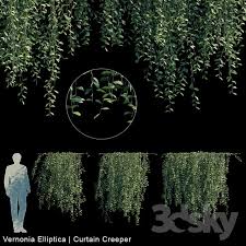 3d Models Outdoor Vernonia Elliptica Curtain Creeper V1 Vernonia Creepers 3d Model