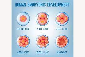 Embryo Development Image Development Embryonic Development Frozen Embryo Transfer