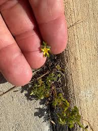 Image result for Oxalis corniculata