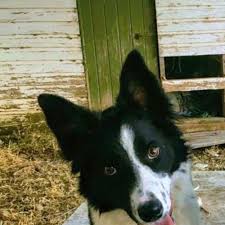 Maybe you would like to learn more about one of these? Bcra Border Collie Rescue Australia Petrescue