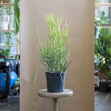 Image result for Euphorbia tirucalli