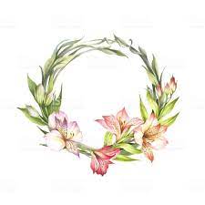 Frame With Alstroemeria Hand Draw Watercolor Illustration Flower Drawing Watercolor Illustration Floral Drawing