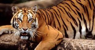 Sumatran Tiger Panthera Tigris Sumatrae Only Found On The Indonesian Island Of Sumatra Tiger Species Sumatran Tiger Tiger