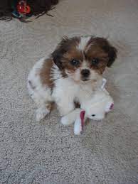 It can be a maltese father or a bichon father and a shih tzu mother. Mini Teddy Bear Puppies Mn Peepsburgh