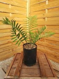 Image result for Encephalartos lebomboensis