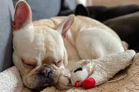 When they are nesting and rearing their young, many birds focus on eating insects, so feeding is less necessary at those times. The 10 Best Dog Toys According To Our Pups Reviews By Wirecutter