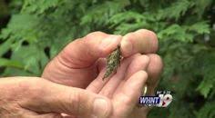 Sometimes it's not feasible to handpick bagworms, particularly when you're dealing with tall trees. 14 Best Bag Worms Ideas Bag Worms Worms Tent Caterpillars