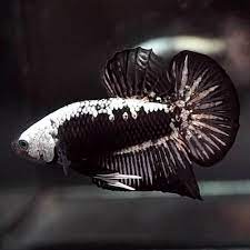 Specimens of this fish boast a variable mix of metallic black and white color. Live Betta Fish Black Samurai Halfmoon Plakat Hmpk Male 165 Betta Betta Fish Aquarium Fish For Sale