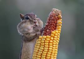 Funny memes glume jocuri de cuvinte umor snapchat îngeri mariana deco. Premiile Comedy Wildlife Poze Amuzante Cu Animale Salbatice