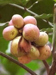 Image result for Aphanamixis