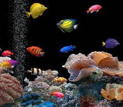 Maaf kalo repost, niatnya hanya berbagi. 76 Ikan Hias Air Tawar Aquarium Tanpa Oksigen Dan Dengan Oksigen Info Aneka Ikan Hias Air Tawar