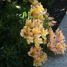Th Jardins Alstroemeria Ligtu Dr Salters Hybrids Mix Lirio Peruano Orquidia Do Campo St Martins Flower