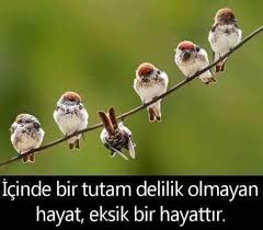 Linkedin Kus Sozleri Hayat Resimler
