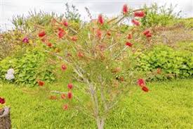 There is an upright species and one that has a weeping form. A Guide To Pruning And Taking Care Of Bottlebrush Bushes Gardenerdy