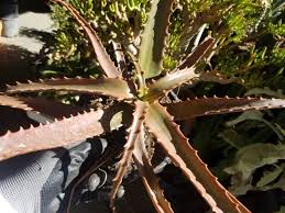 Image result for Aloe cameronii × christianii