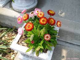 Strawflowers Long Blooming Drought Tolerant Flowers Flowers Perennials Bloom Flowers