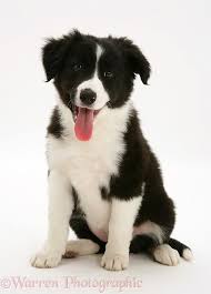 Black And White Border Collie Mix Black And White Border Collie Pup Chien Chat Chien Chat