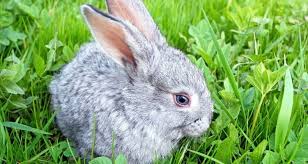 You can give the baby a bath in a flat surface like a changing table or in a baby bathtub. Can You Give Rabbits A Bath How When To Bathe A Rabbit