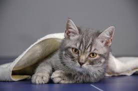 Yes, neosporin is safe and a good choice. Is It Safe To Give Cats Human Antibiotics Lovetoknow
