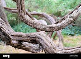 Image result for Leptospermum laevigatum