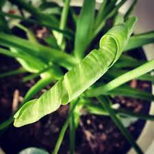 A Brand New Monstera Deliciosa Leaf Ready To Unfurl Plants Monstera Deliciosa Plant Leaves
