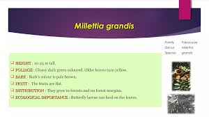 Image result for Millettia bussei