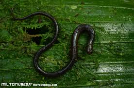 Image result for Dewildemania burundiensis