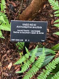 Image result for Actinodaphne