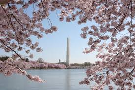Dc Cherry Blossoms 2019 7 Ways To See And Celebrate Finding a match, meeting that special someone and forming a lasting and loving relationship is as. dc cherry blossoms 2019 7 ways to see