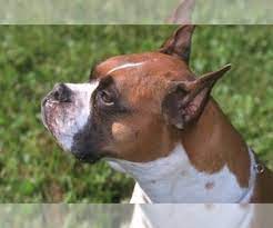 We found 14 results for boxer breeders in or near rochester, ny. Puppyfinder Com Boxer Puppies Puppies For Sale Near Me In New York Usa Page 1 Displays 10