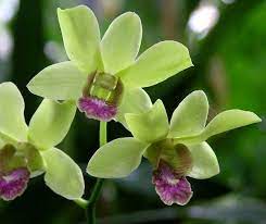Dendrobium Burana Jade Burana Dendrobium Orchids Orchid Flower Orchids