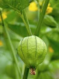 The wave petunia is the most popular petunia with gardeners. Tomatillo Grow Guide