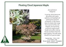 Acer Palmatum Ukigumo Iseli Nursery