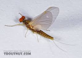 Male Attenella Attenuata Small Eastern Blue Winged Olive Mayfly Dun From The Namekagon River In Wisconsin Blue Winged Olive Aquatic Insects Mayfly