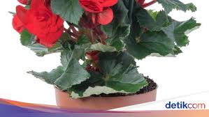 Maybe you would like to learn more about one of these? 8 Tanaman Hias Tahan Panas Sinar Matahari Mudah Dirawat