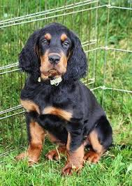 Our dogs excel in classic breed type, health, good temperaments, and natural hunting ability. Gordon Setters