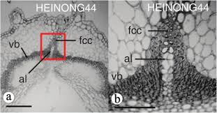 We studied conﬁgurations of strips cut from pod valve tissue and from composite elastic. Pod Anatomy Morphology And Dehiscing Forces In Pod Dehiscence Of Soybean Glycine Max L Merrill Sciencedirect