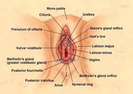 On the other hand, people that frequently get ingrown hairs can easily brush off an outbreak of herpes as just another ingrown hair — something that can make. There Is A Lump On The Inside Of My Outer Labia Should I Be Concerned What Is It Quora